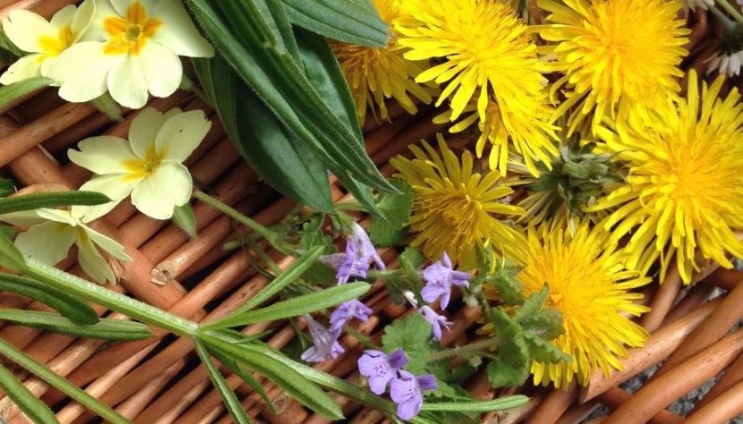 Sustainability Centre herbal workshop